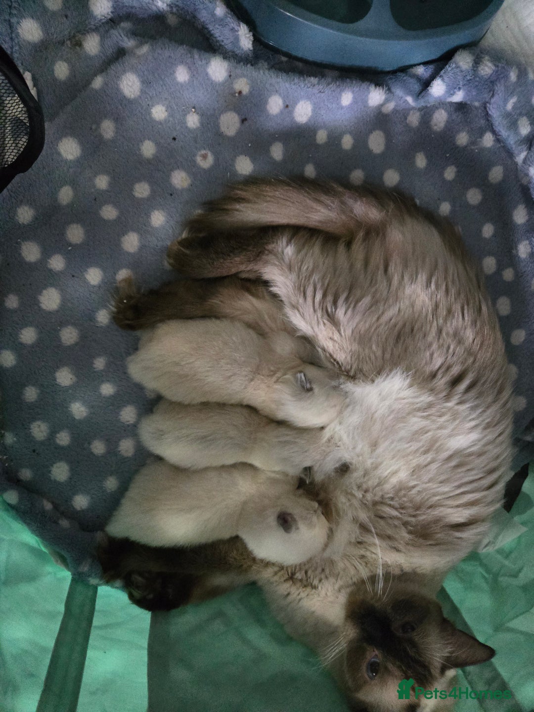 Ragdoll cats for sale: BEAUTIFUL PURE RAGDOLL KITTENS - Image 5