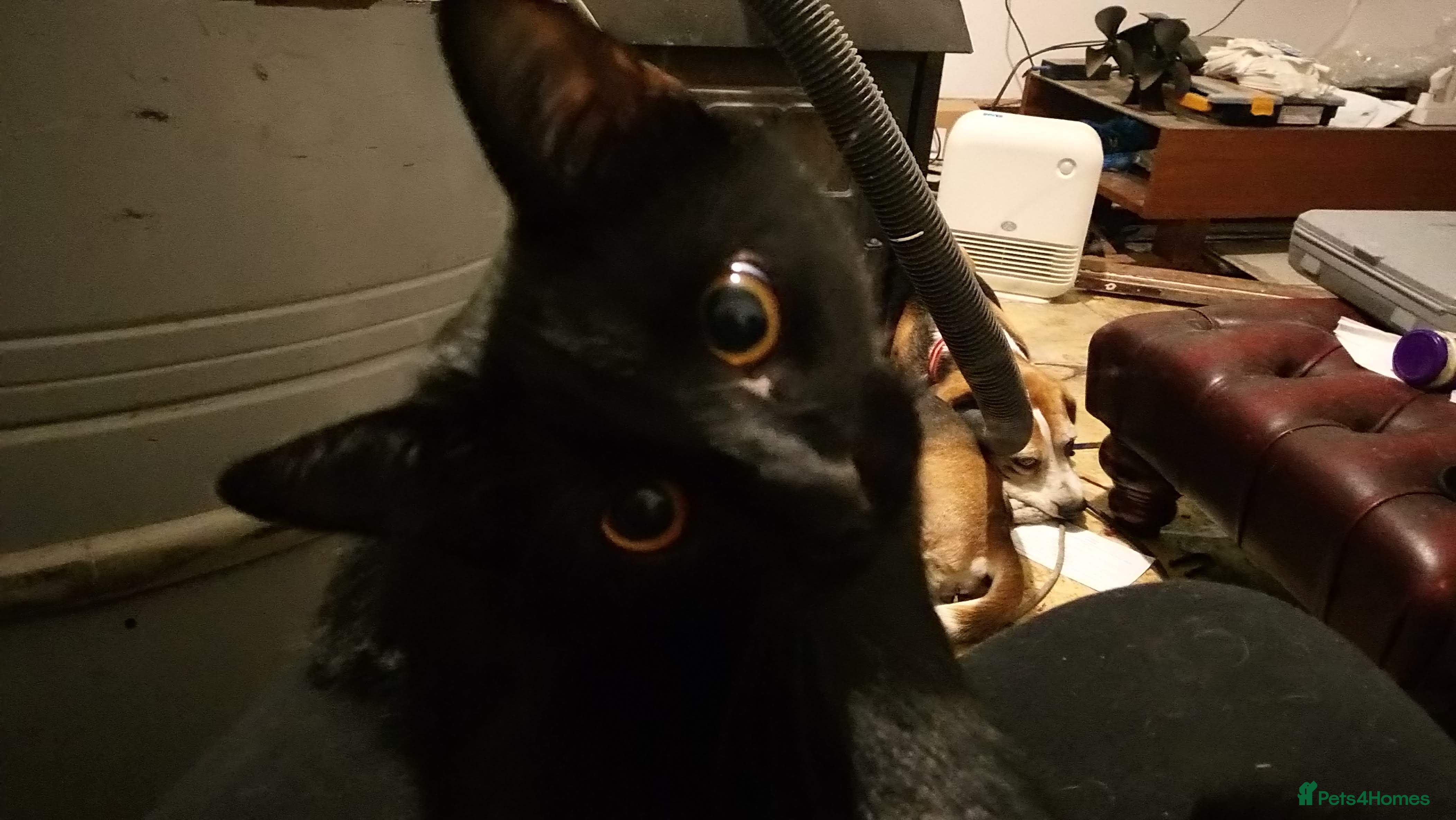 Mixed Breed cats Adult female black cat  - Advert 1