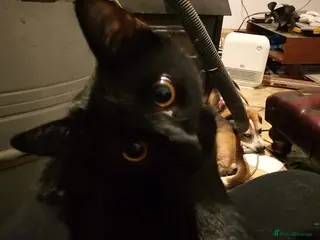 Mixed Breed cats Adult female black cat - Advert 1