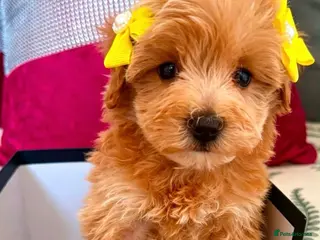 Maltipoo dogs BEAUTIFUL KOREAN MALTIPOO GIRL. EXTRA MINI!! - Advert 4