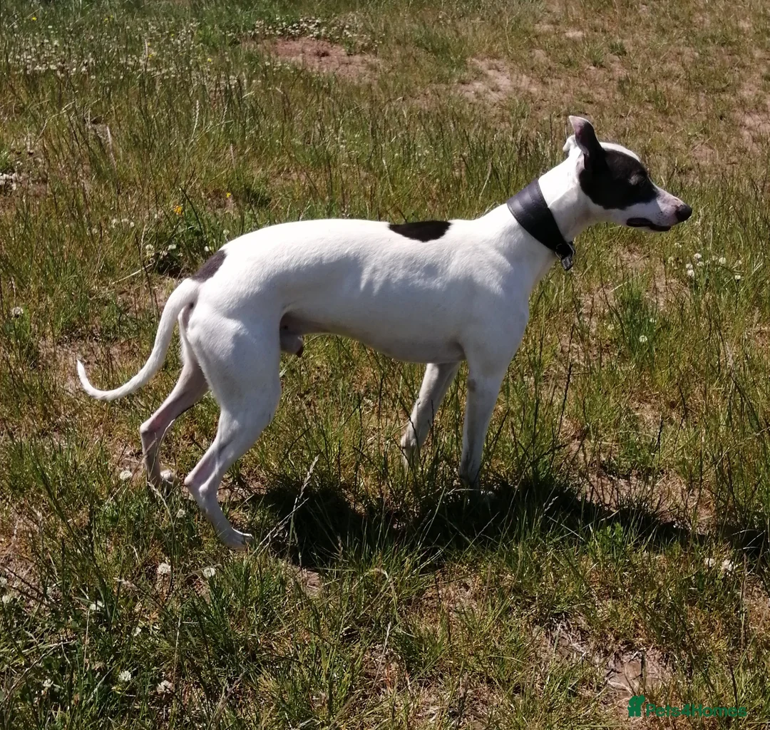 Whippet dogs for stud: Whippet Studs in Boston - Advert 3