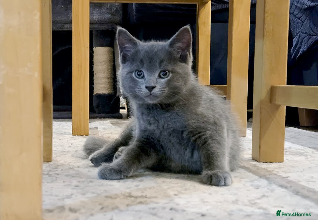 Mixed Breed cats for sale: 3 Adorable Kittens Looking for Their Forever Homes - Advert 4