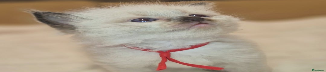 Red collar SEAL POINT