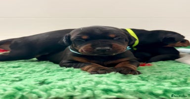 Dobermann dogs - Advert 13