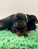 Dobermann dogs - Advert 2