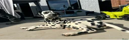 Dalmatian dogs for sale: Jasper & Maisie both must go together  - Advert 5
