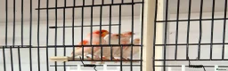 Canaries birds for sale: Mosaic and Opal Canaries  - Advert 1