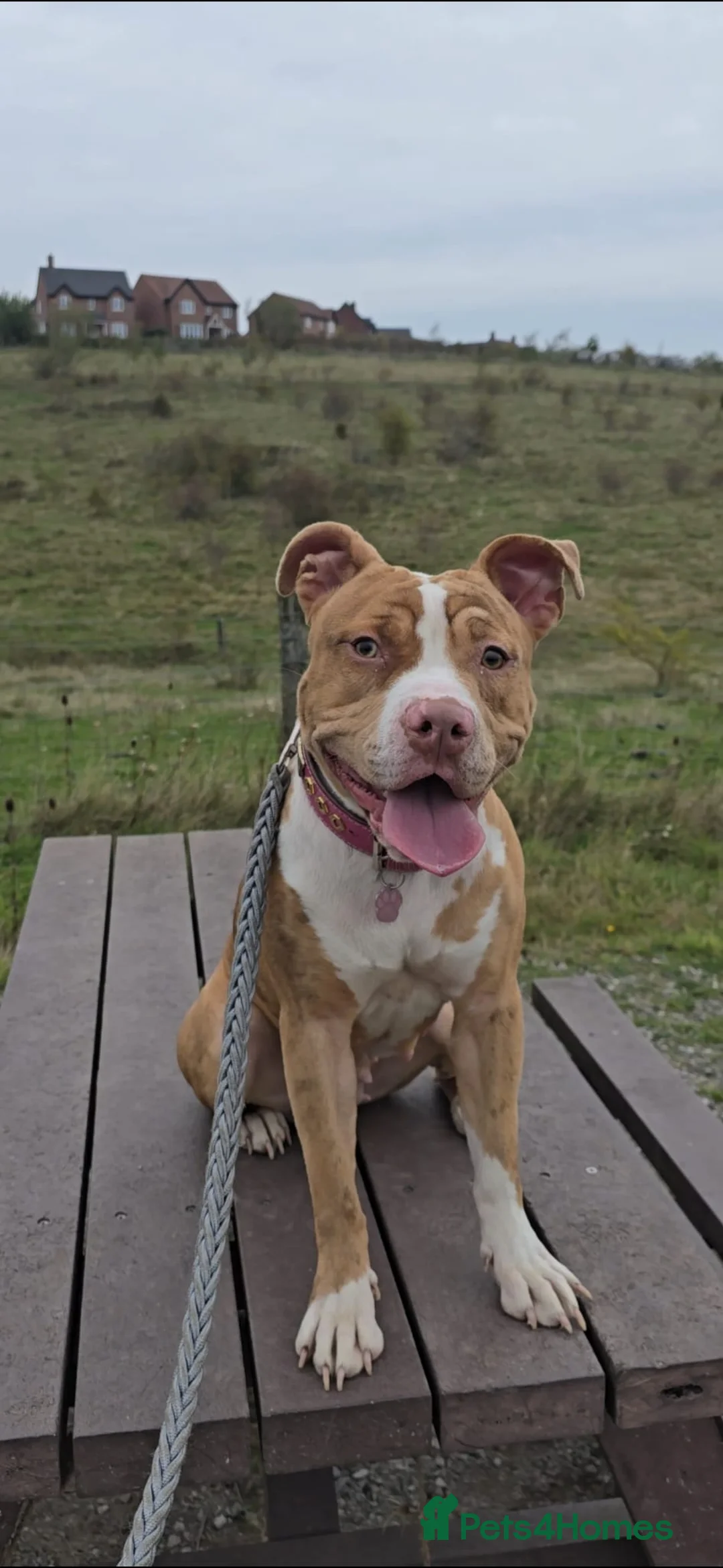 American Bull Staffy dogs for sale: Narla  - Advert 7