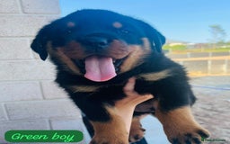 Rottweiler dogs for sale: Purebred Rottweiler Puppies - Image 6