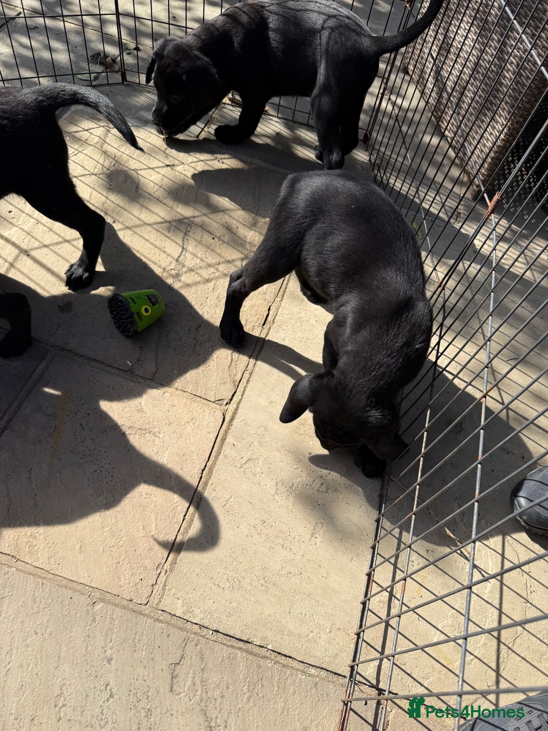 Labrador Retriever dogs for sale: Stunning black Labrador puppies  - Image 15