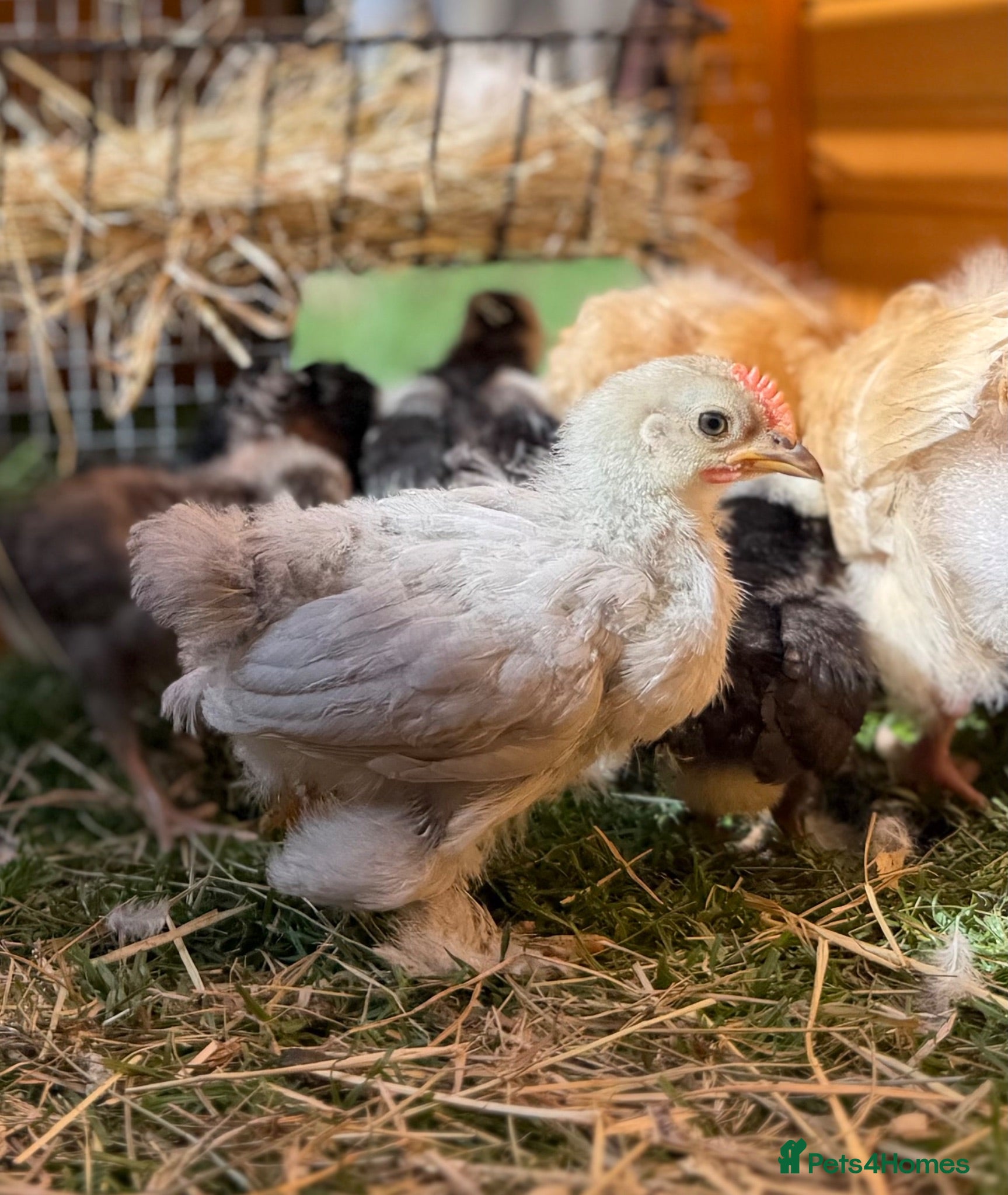 Chickens poultry Pekin bantams - Advert 21