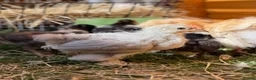 Chickens poultry for sale: Pekin bantams - Advert 14