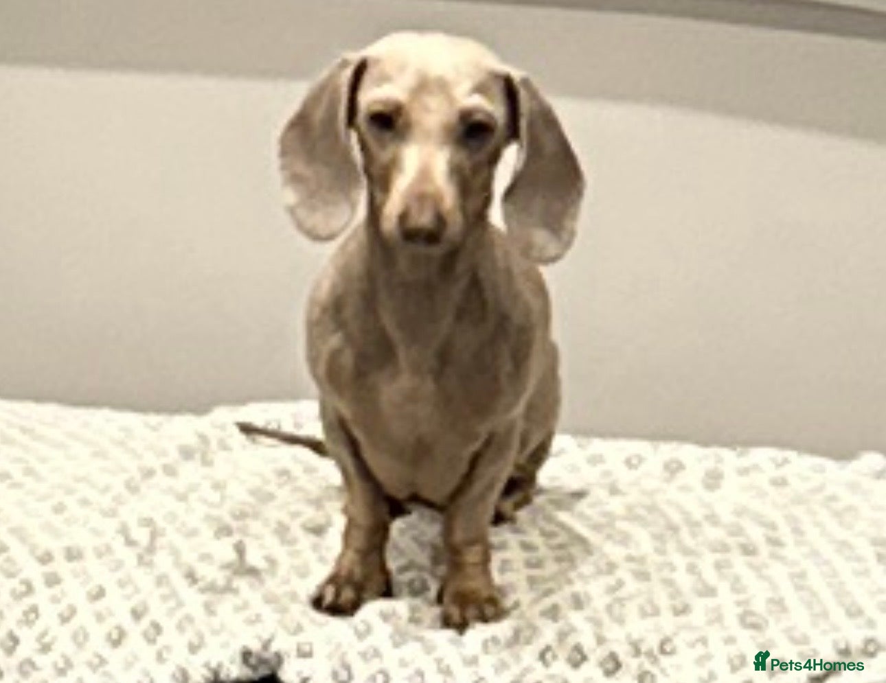 Miniature Dachshund dogs Adult miniature dachshund  - Advert 9