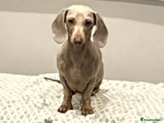 Miniature Dachshund dogs Adult miniature dachshund - Advert 2