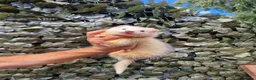 Ferret rodents for sale: Last 2 Longer haired Jills in Bracknell - Advert 6