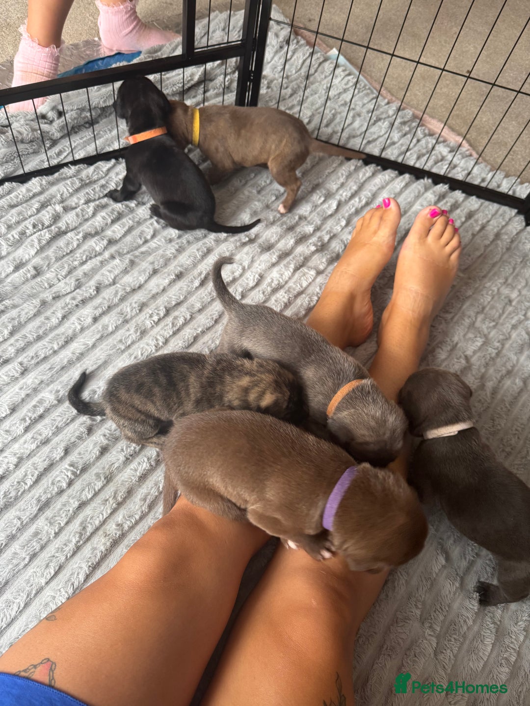 Mixed Breed dogs for sale: Rare breeding American x Bulldog x Cane Corso Pups - Image 30