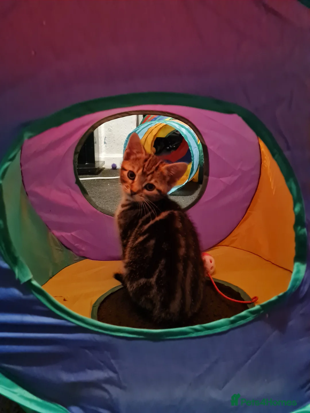 Mixed Breed cats for sale: Beautiful 8 week old kittens - Advert 1