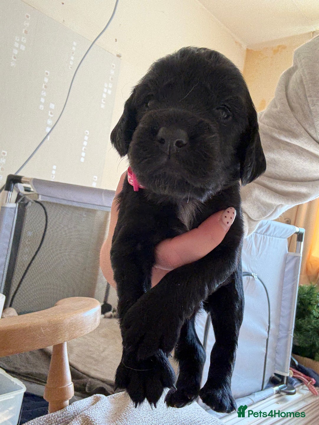 Cocker Spaniel dogs for sale: Working Cocker Spaniel Puppies  - Image 7