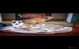 Whippet dogs for sale: Whippet female. Pet trained - Image 1