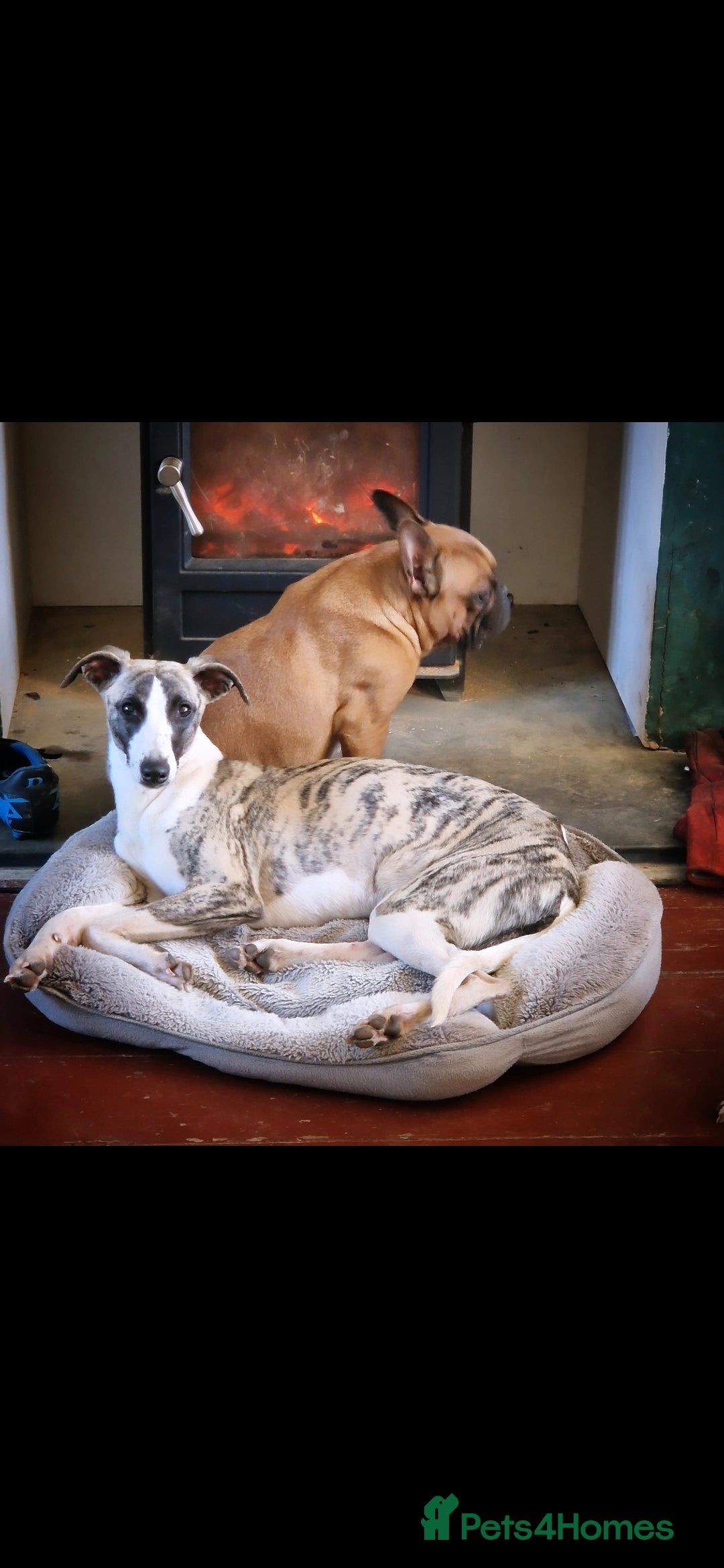 Whippet dogs for sale: Whippet female. Pet trained - Image 1
