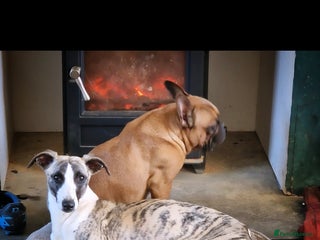 Whippet dogs Whippet female. Trained - Advert 14