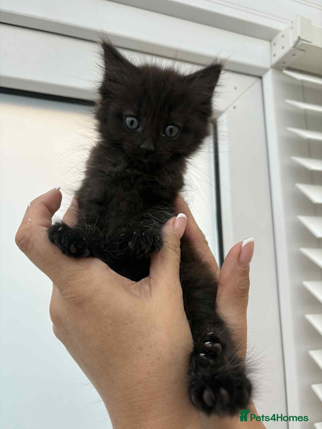 Mixed Breed cats for sale: Maine coon xxx - Image 18