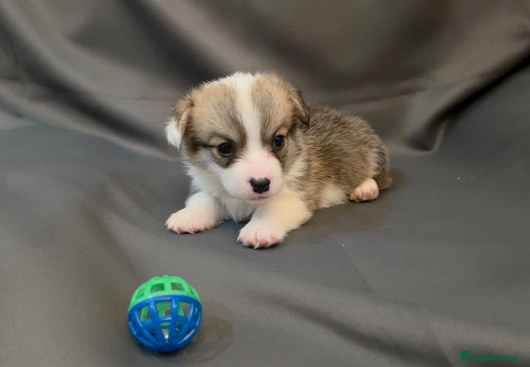 Welsh Corgi Pembroke dogs for sale: 33rd Generation RKC Pembroke Corgi Pups - Advert 21