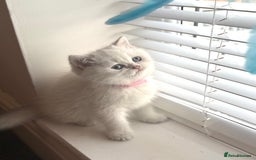 Scottish Fold cats for sale: 😻Pure breed Stunning Scottish straight angels 😻 - Image 5