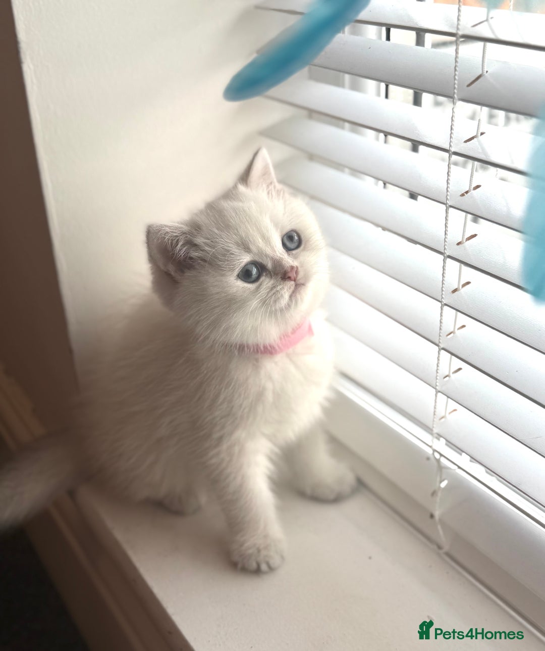 Scottish Fold cats for sale: 😻Pure breed Stunning Scottish straight angels 😻 - Image 5