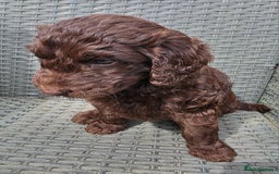 Newfypoo dogs for sale: 🐾 Beautiful Newfypoo x Standard Poodle Puppies 🐾 in Doncaster - Image 27