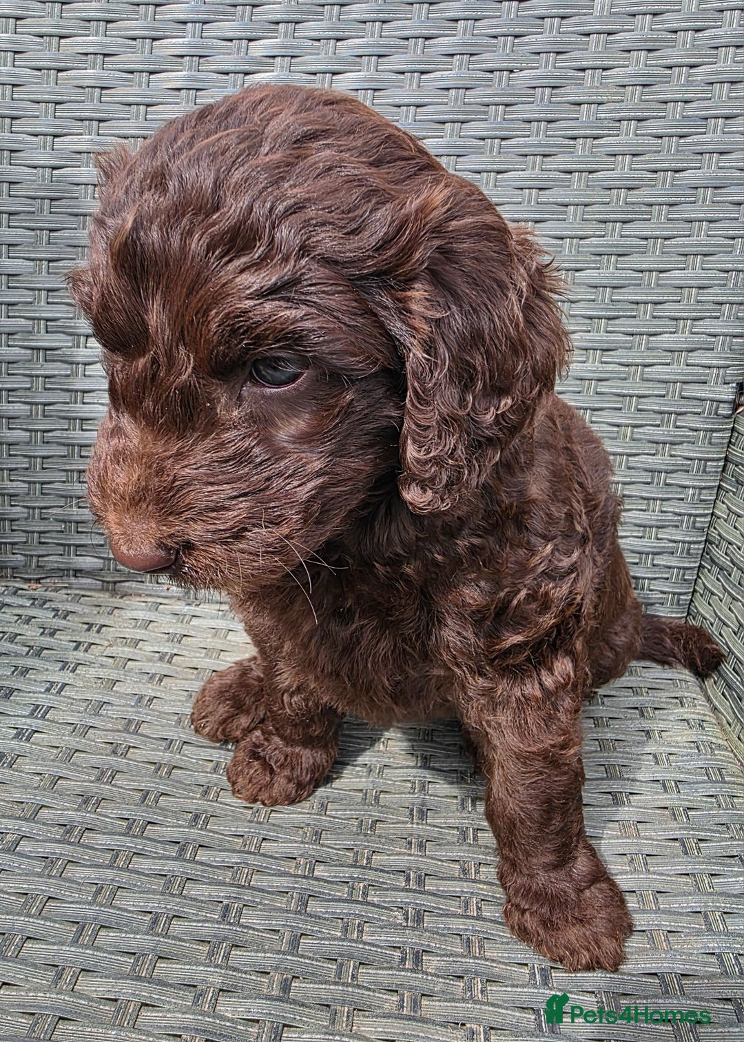 Newfypoo dogs for sale: 🐾 Beautiful Newfypoo x Standard Poodle Puppies 🐾 in Doncaster - Image 27