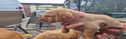 Mixed Breed dogs for sale: Viszlador puppies  - Advert 9
