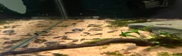 Other/Mixed Breed fish for sale: Fish for rehoming  - Advert 2