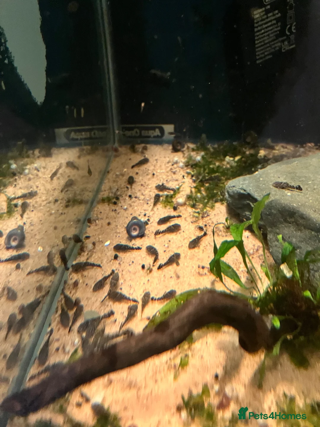 Other/Mixed Breed fish for sale: Fish for rehoming  - Advert 2