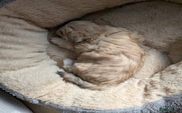 Mixed Breed dogs for sale: Lhasa Apso puppies in Kent - Image 14