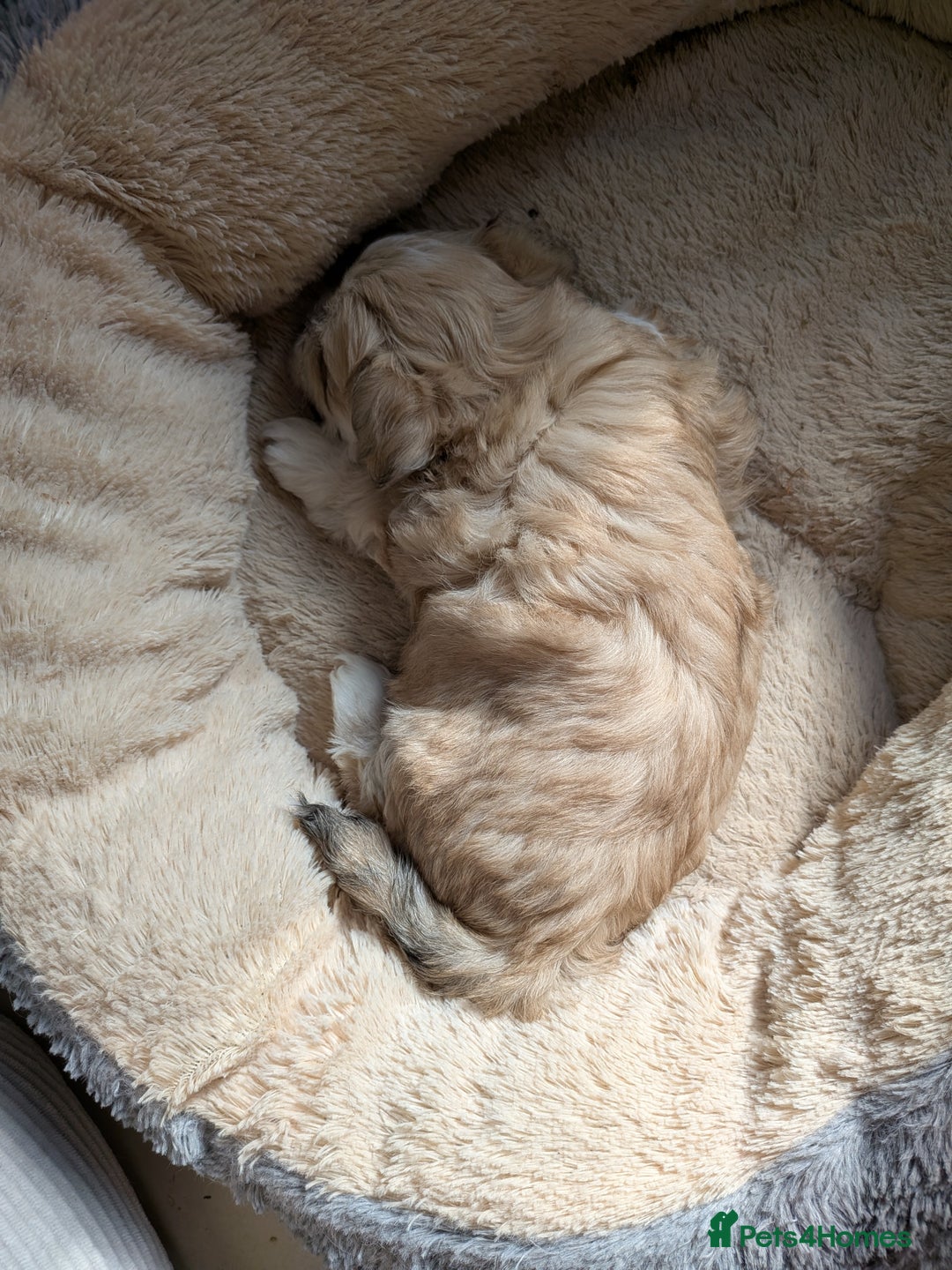 Mixed Breed dogs for sale: Lhasa Apso puppies in Kent - Image 14