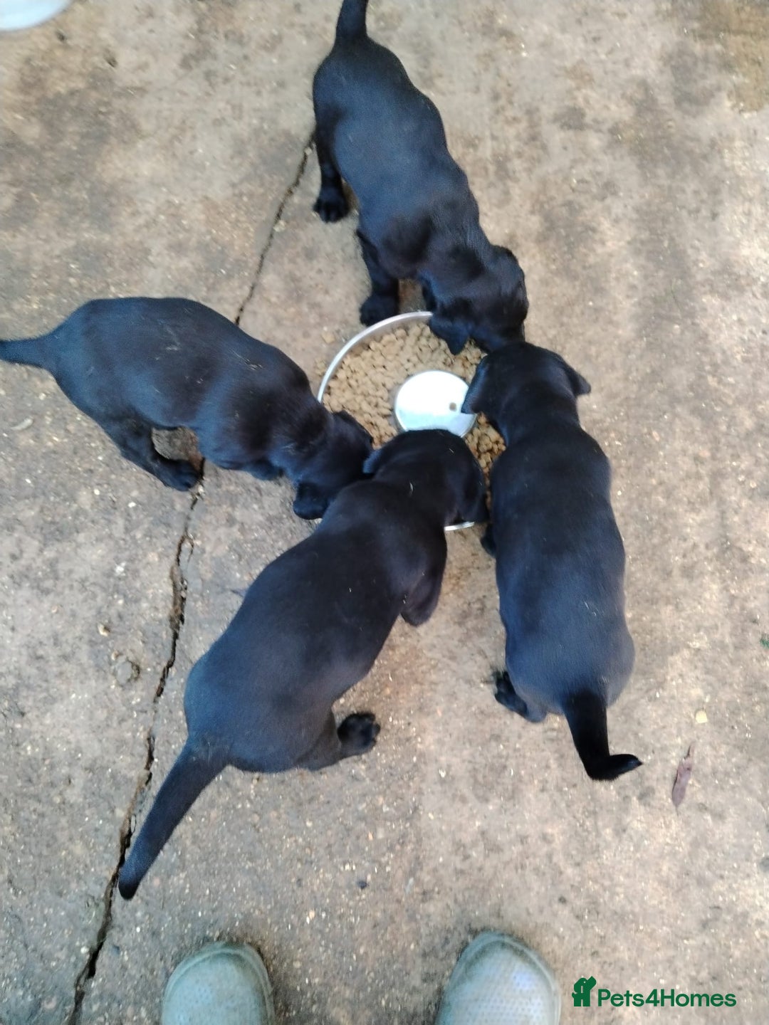 Labrador Retriever dogs for sale: Black Labradors puppies For Sale - Advert 2
