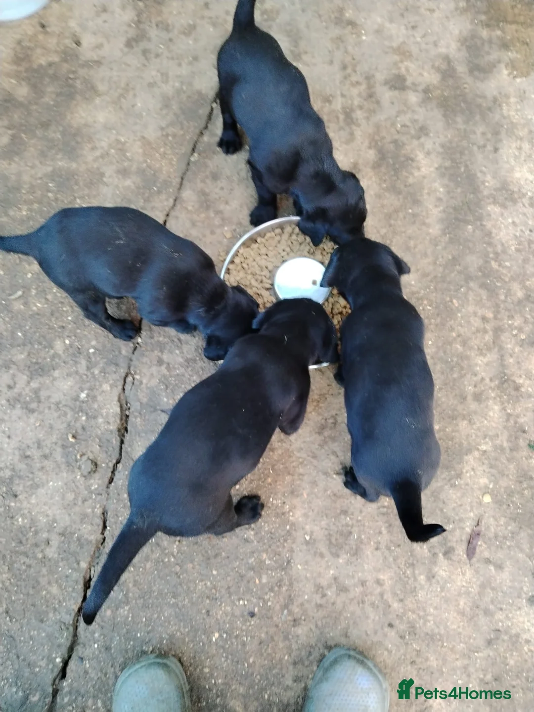 Labrador Retriever dogs for sale: Black Labradors puppies For Sale - Advert 2