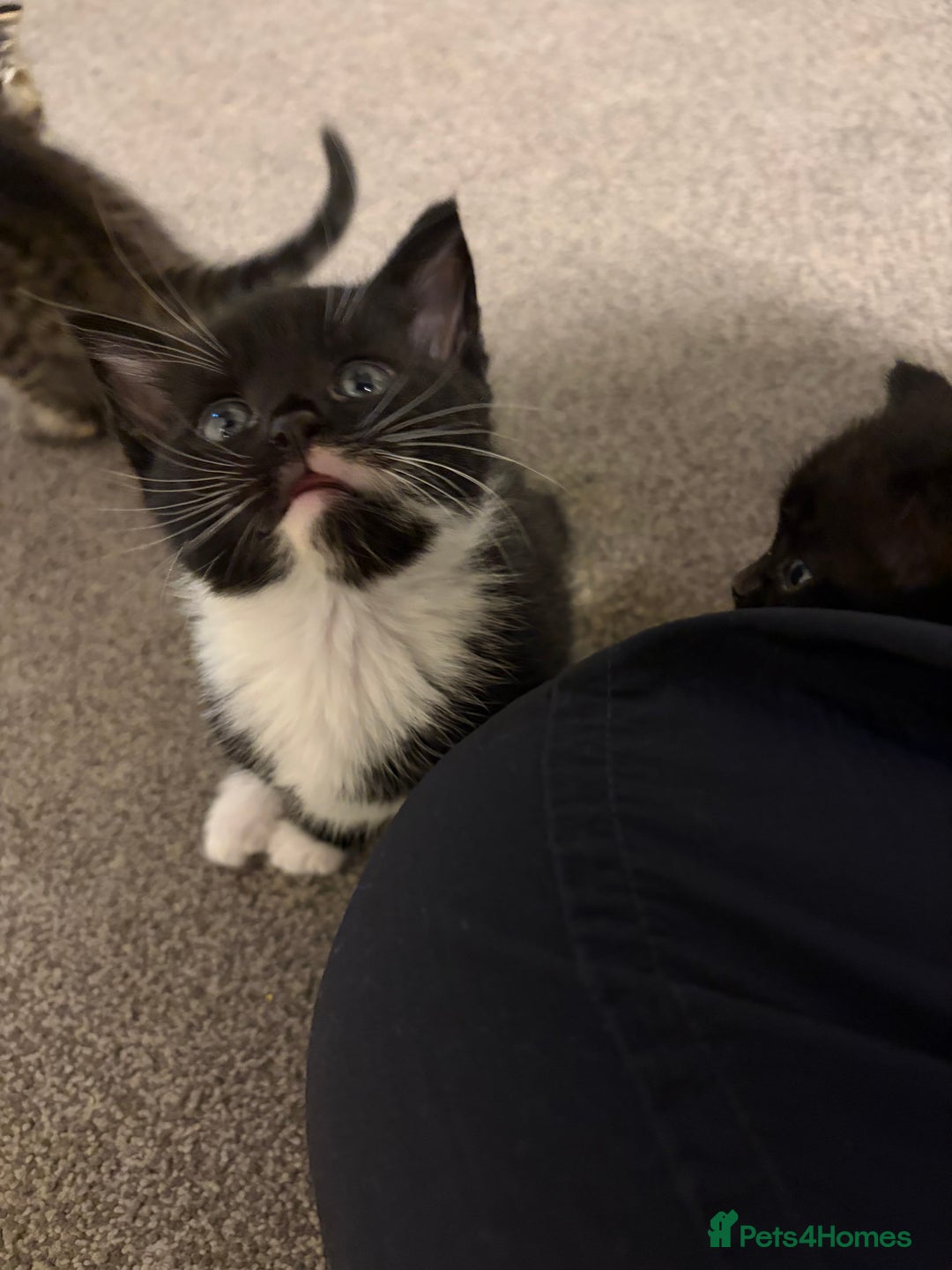 Mixed Breed cats for sale: Lovely ready to go kittens - Image 1
