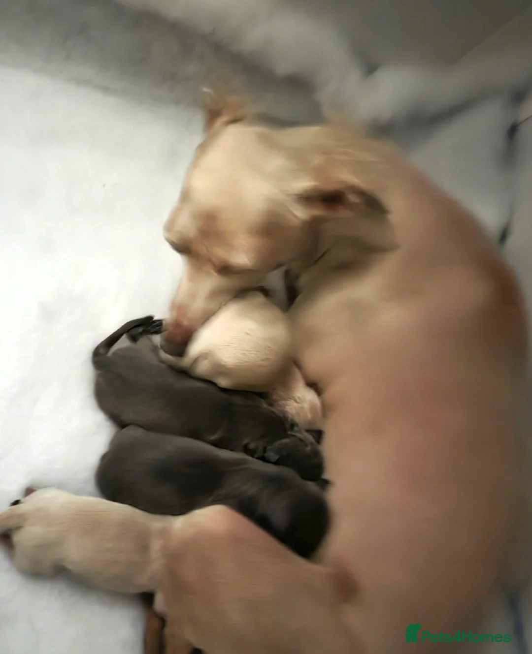 Italian Greyhound dogs for sale: 20 th feb KC reg quality  Just 1 blue boy & girl - Advert 6