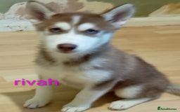 Siberian Husky dogs for sale: 2 beautiful female Siberian huskys - Image 3