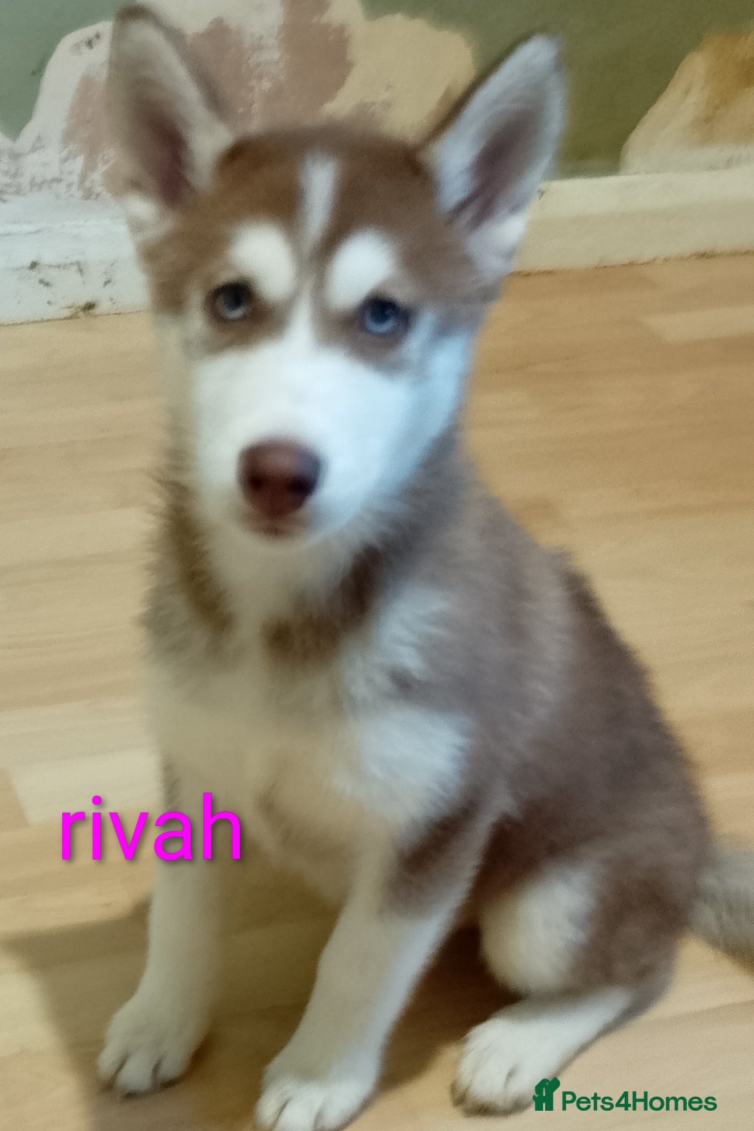 Siberian Husky dogs for sale: 2 beautiful female Siberian huskys - Image 3