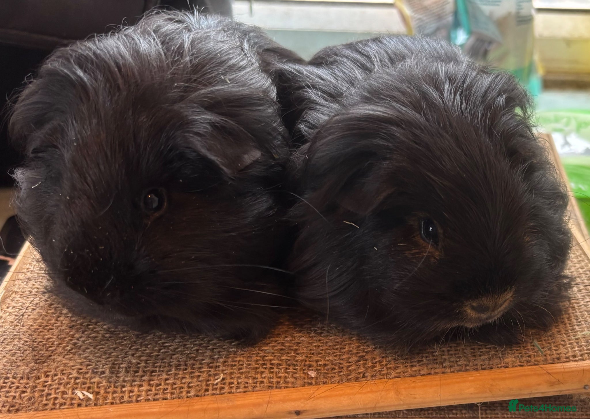 Guinea Pig rodents Pair of sheltie boys for loving home  - Advert 2