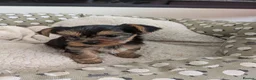 Yorkshire Terrier dogs for sale: Adorable Mini Toy Yorkshire Terrier Puppies - Advert 3