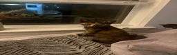 Mixed Breed cats for sale: Kittens - Advert 6