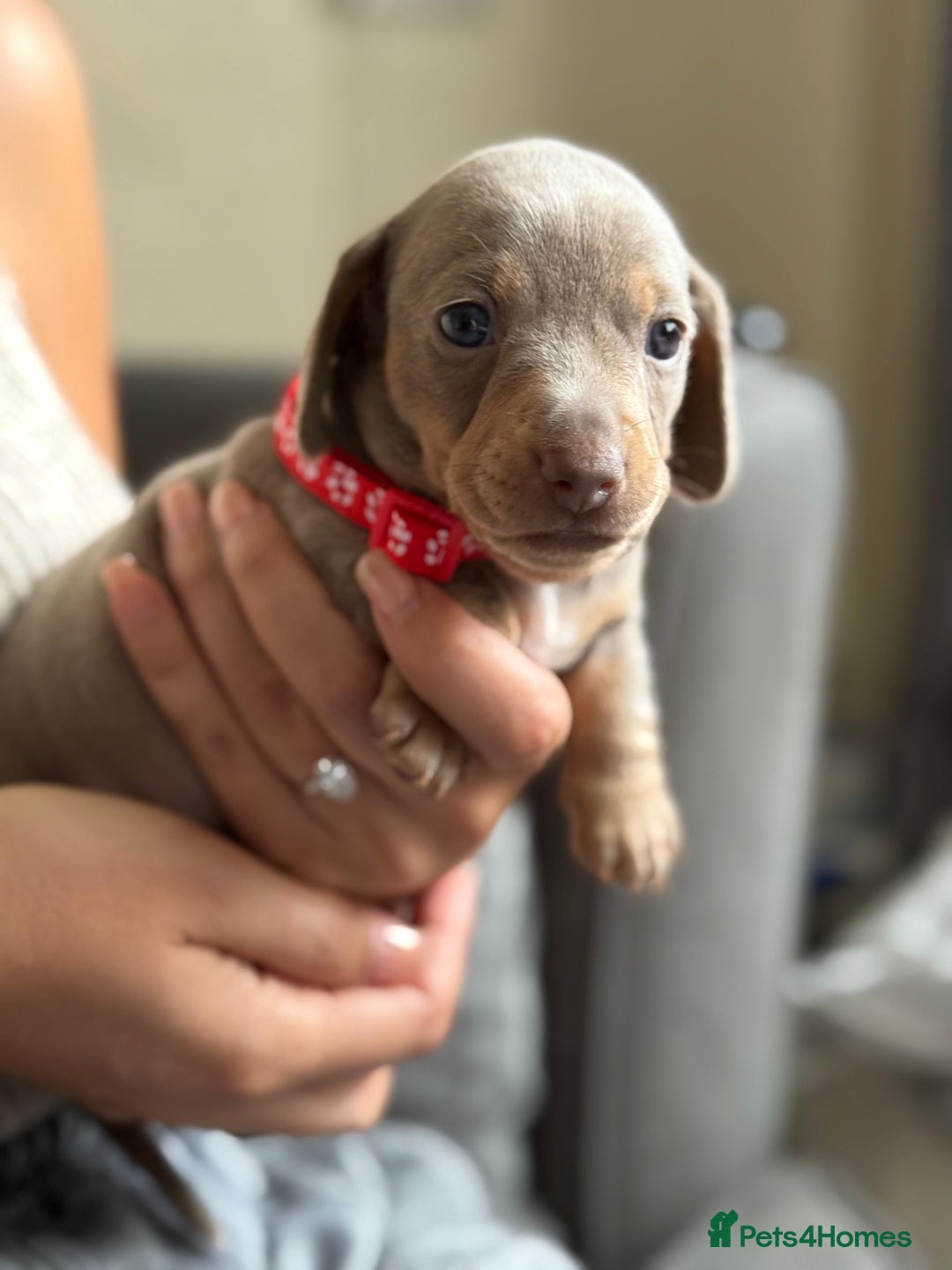 Miniature Dachshund dogs for sale: Kennel club registered dachshund puppys PRA clear  - Image 24