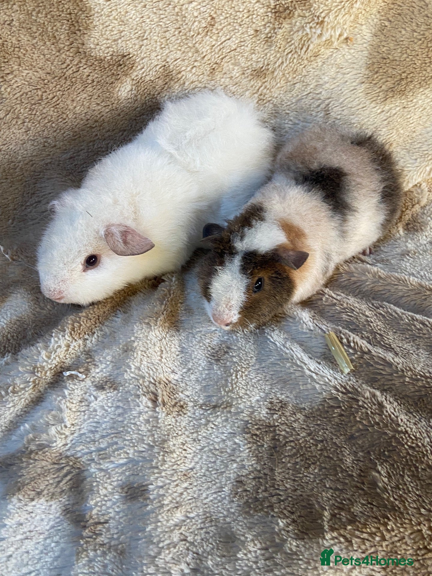 Guinea Pig rodents Male Teddy Guinea Pigs  - Advert 2