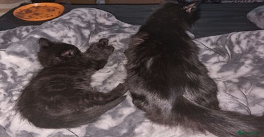 Mixed Breed cats - Advert 13