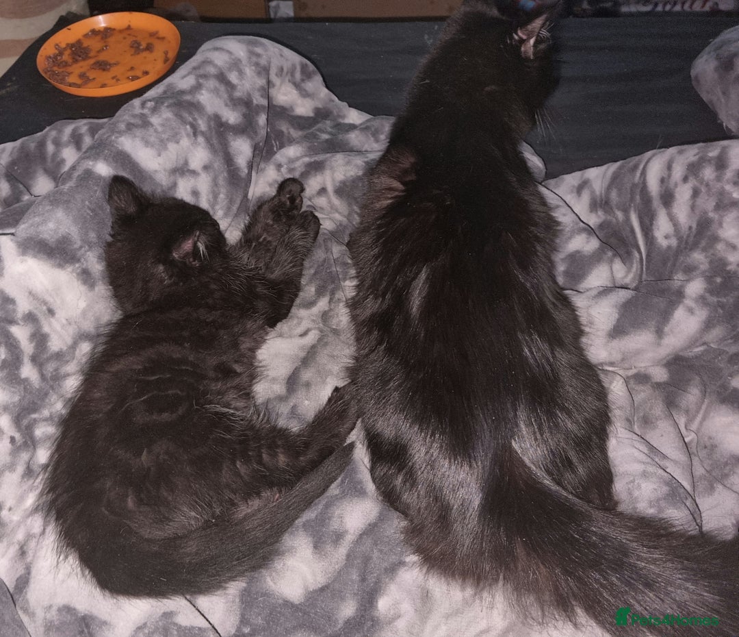 Mixed Breed cats for sale: Male kitten for sales - Image 1