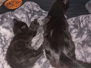 Mixed Breed cats - Advert 13